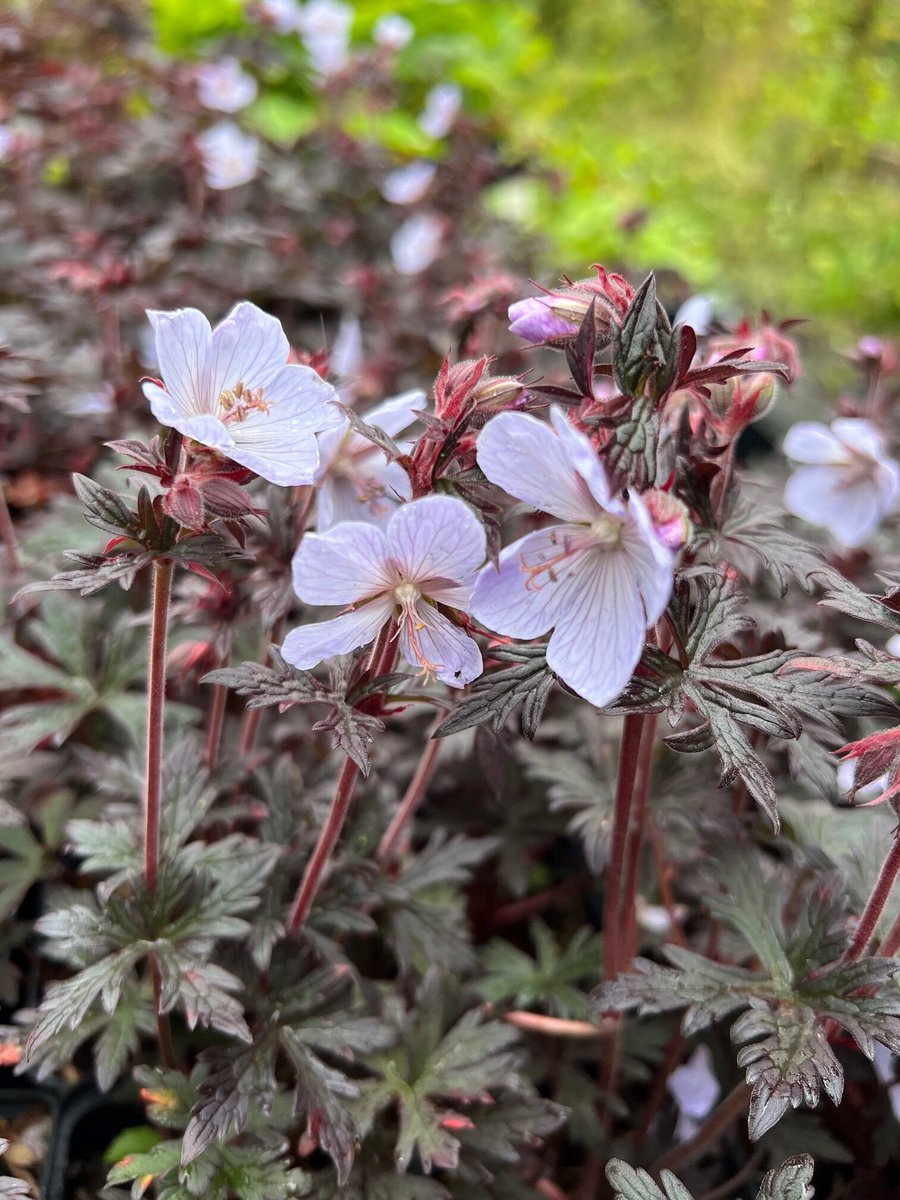 6x Geranium pratense 'Black 'n' White' - Ooievaarsbek - P9 Pot (9 x 9cm) - Dima Vaste Planten