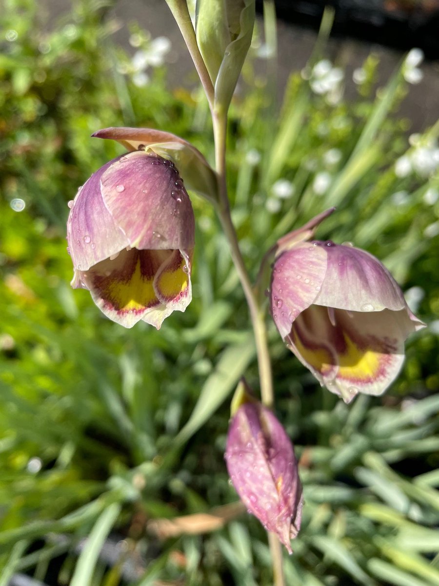 6x Gladiolus papilio - Gladiool - P9 Pot (9 x 9cm) - Dima Vaste Planten