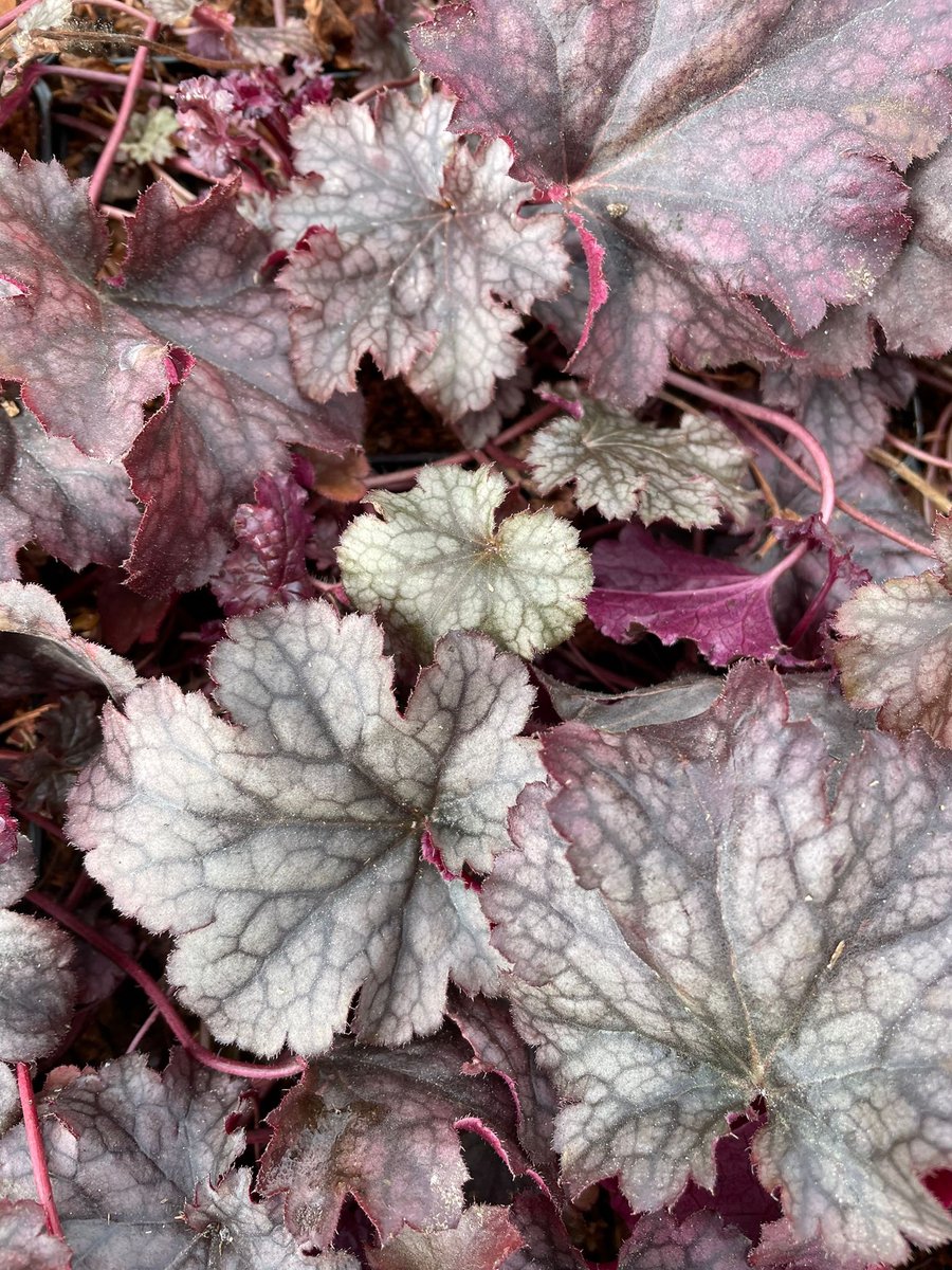 6x Heuchera 'Chocolate Ruffles' - Purperklokje - P9 Pot (9 x 9cm) - Dima Vaste Planten