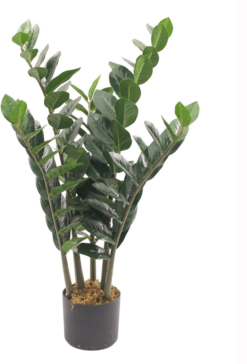 Kunstplant Zami Zamioculcas zamiifolia 80cm