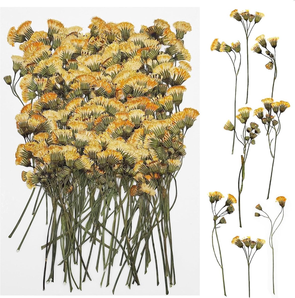 100 Stuks Gedroogde Bloemen voor Resin, Natuurlijke Geperste Bloemen voor DIY Kaarsen, Sieraden en Kunstprojecten