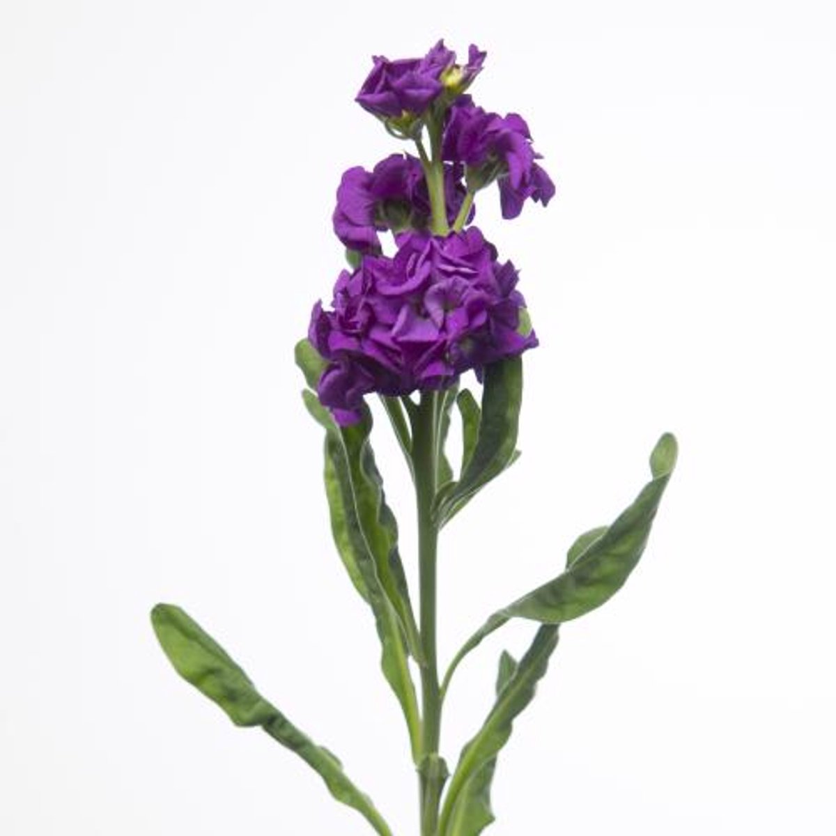 10x Matt.iron purple 60cm