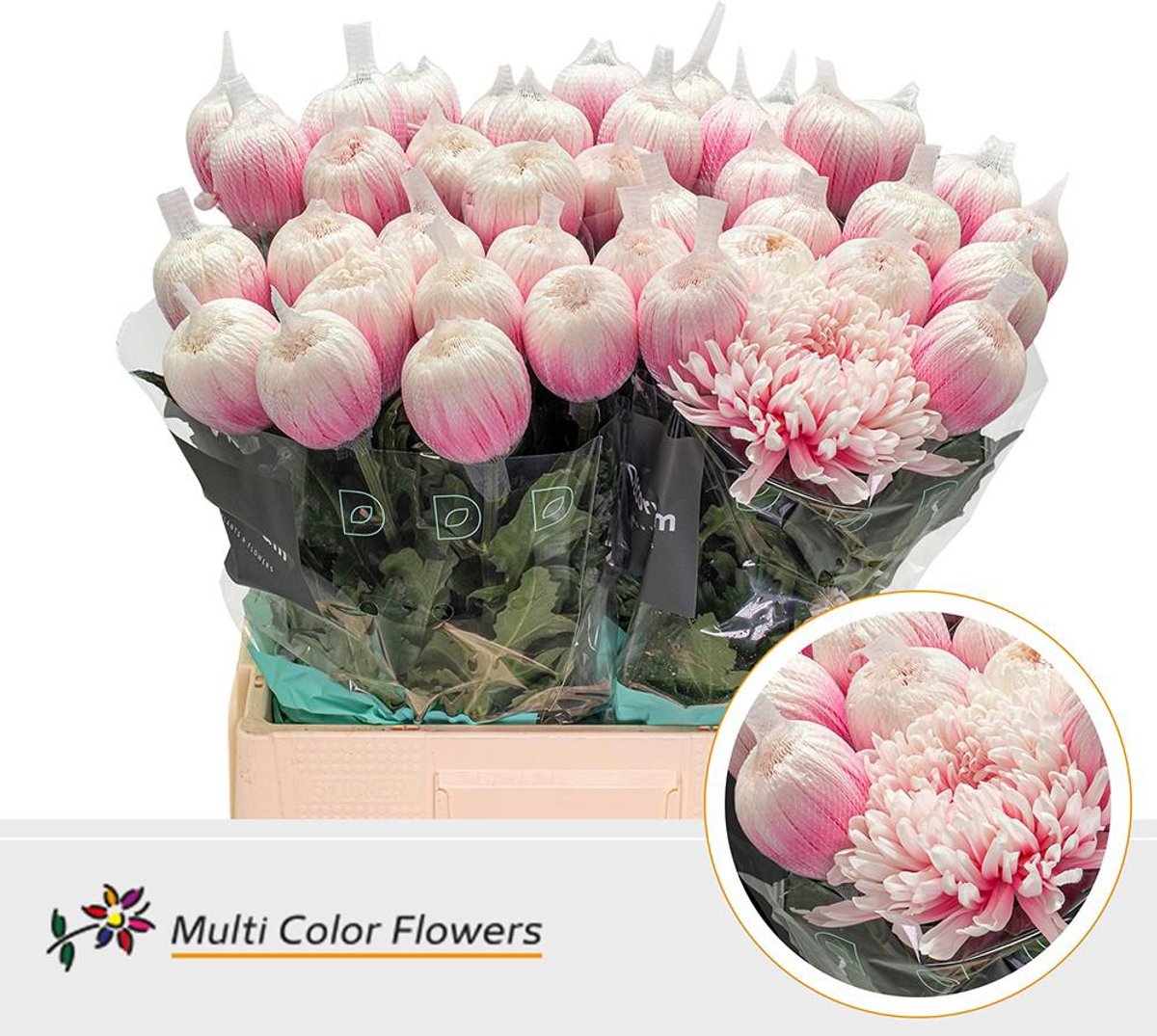 10x Chrysant antonov pastel pink 60cm