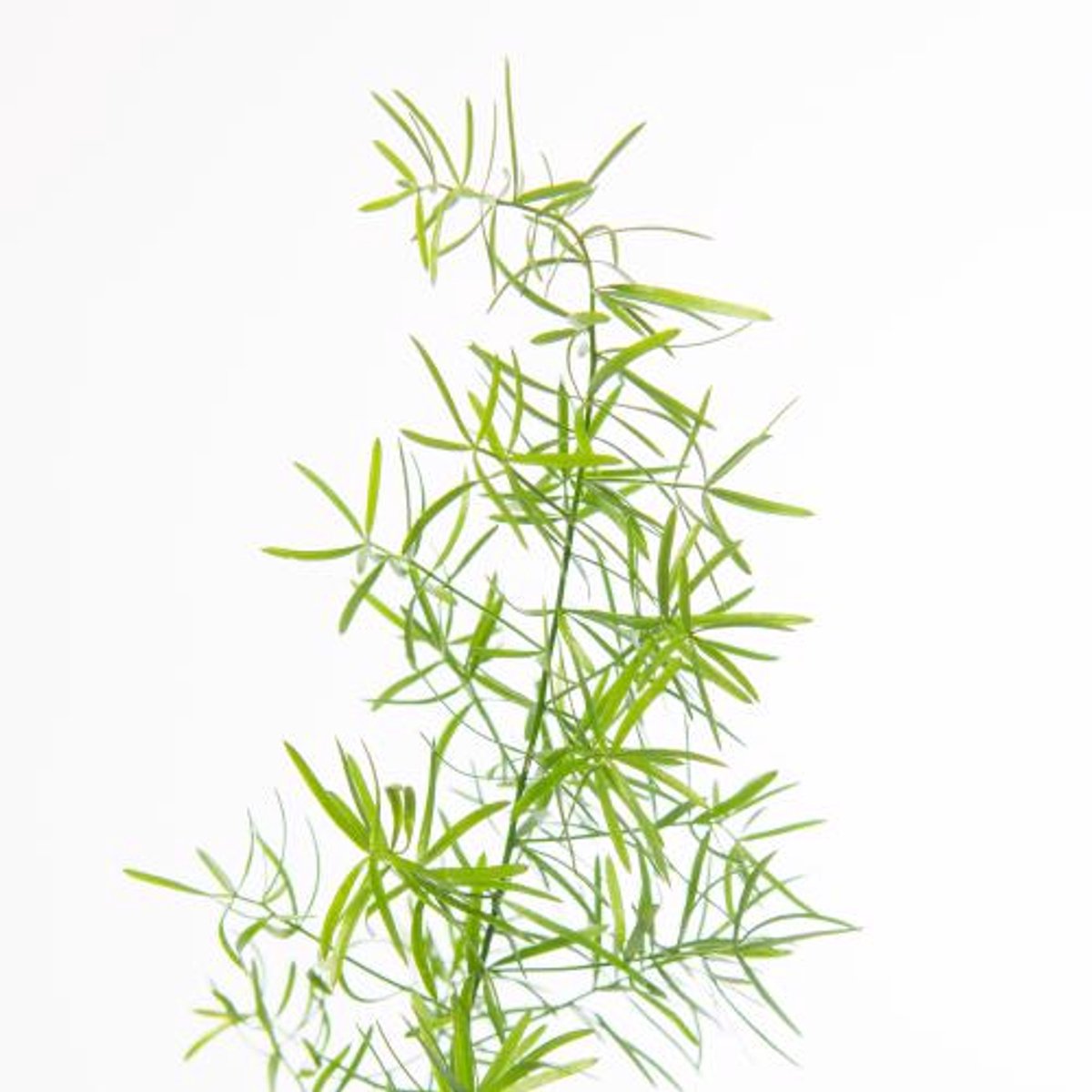 50x Aspar.sprengeri 40cm