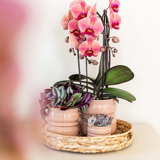 Twee orchideeën, de ene zalmroze met bloemen en knoppen, de ander klein met een succulente, in roze potten op een mand.