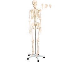 Anatomisch model skelet met botten, menselijk skelet, levensgroot 175 cm met standaard, anatomisch lesmodel, MedMod
