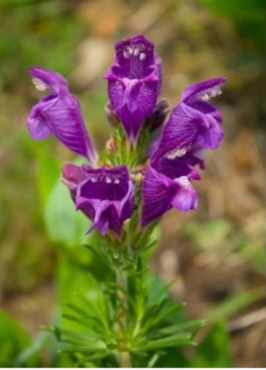 Bloemzaden Turkse Drakenkop Dracocephalum Moldavica ca 100 zaden