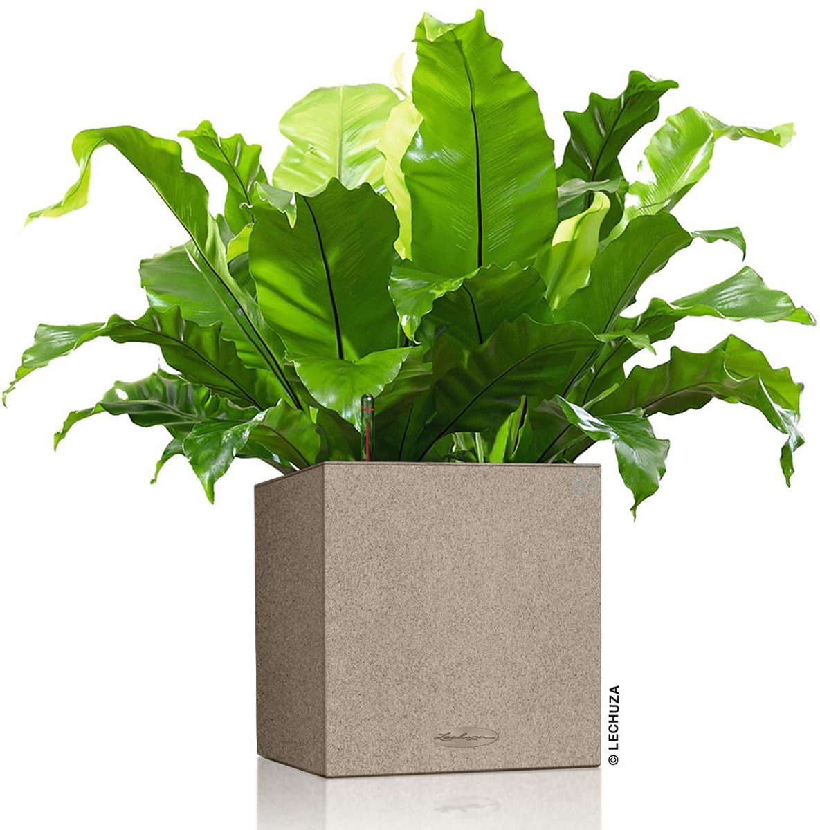 Lechuza Canto Stone 30 low - Planter - with removable inner pot