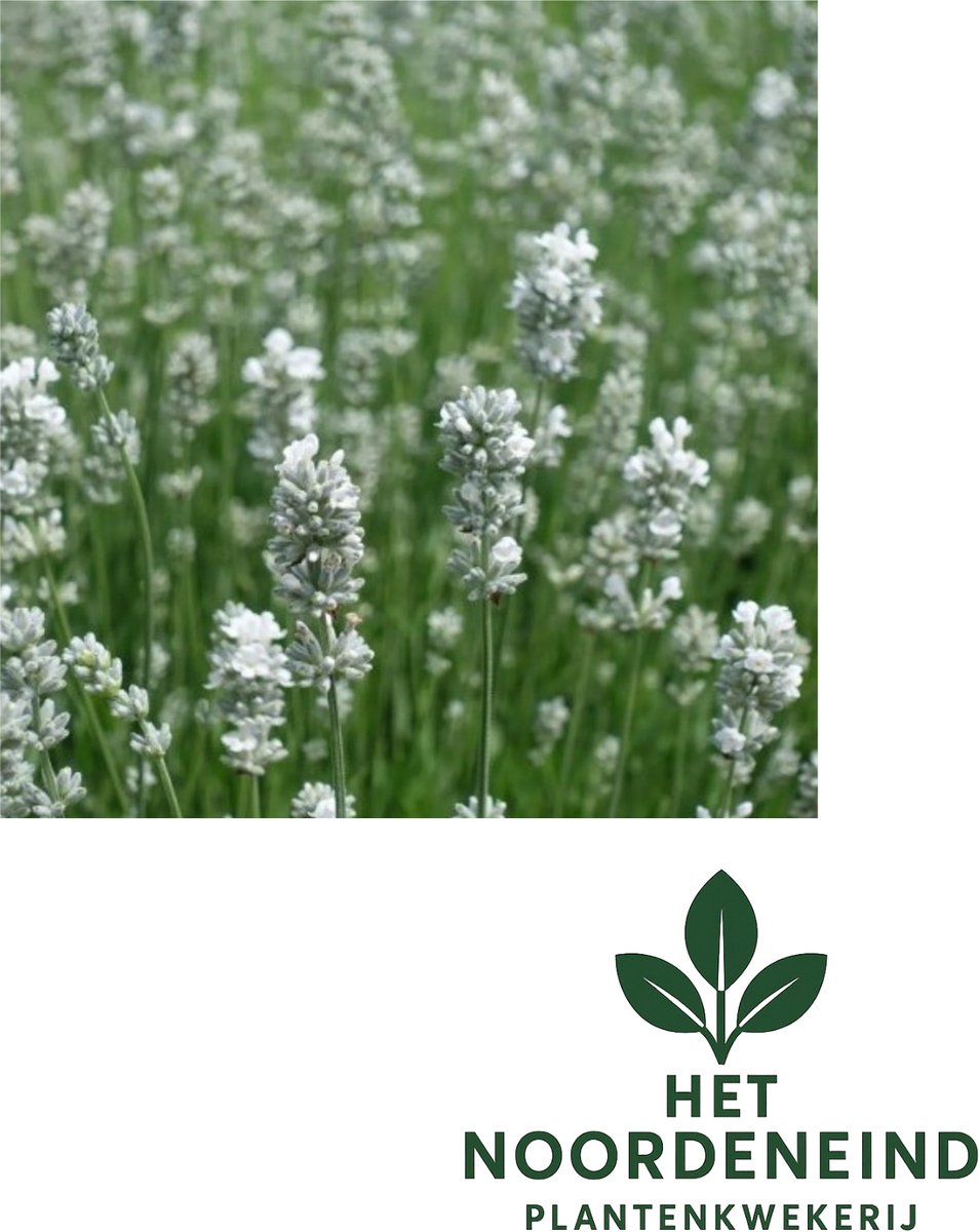 6 stuks Lavandula angustifolia 'Alba' – Witte lavendel - P9 pot (9X9)