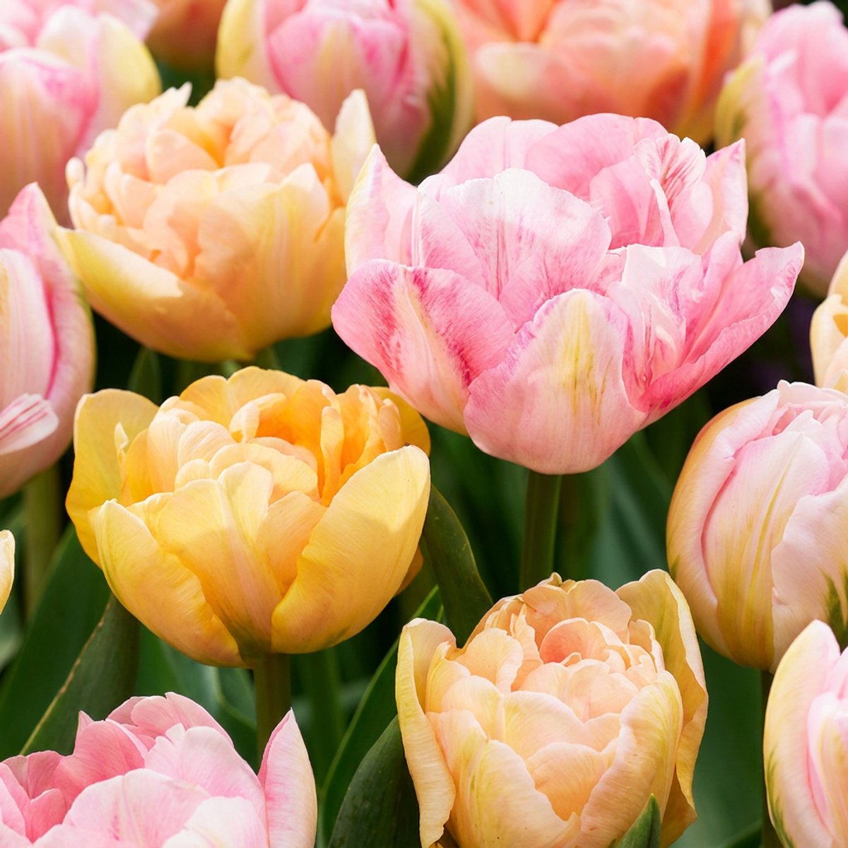 Green boutiQ - 48x Tulipa Peaches & Kisses - Tulp Peaches & Kisses - Diversen - Voorjaarsbloeier - Bolmaat 11/12