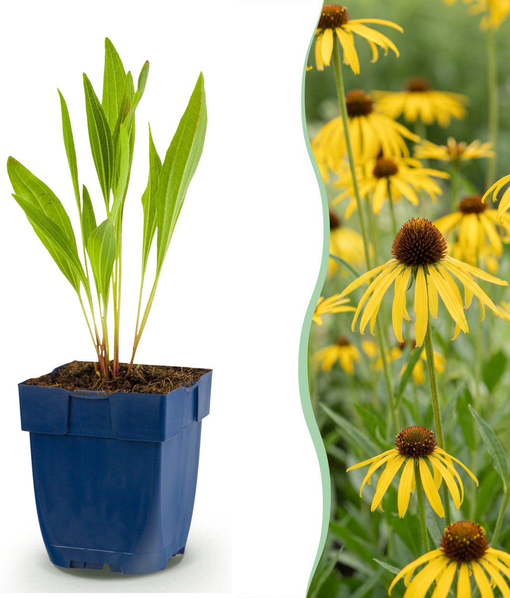 Green boutiQ - Vasteplant - Echinacea paradoxa - Zonnehoed - Bijen- en vlinderlokkers - Geel - 1 Plant - Pot 11cm - Hoogte 15-25cm