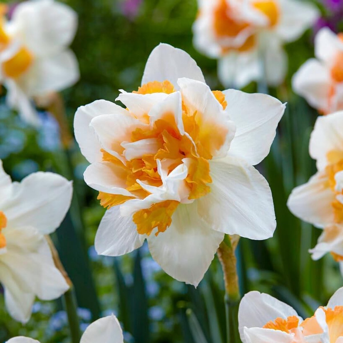 Narcissen Bloembollen Winterhard - Replete - 25 stuks - Wit - Bloem Bollen Mix - Paasbloemen Meerjarig