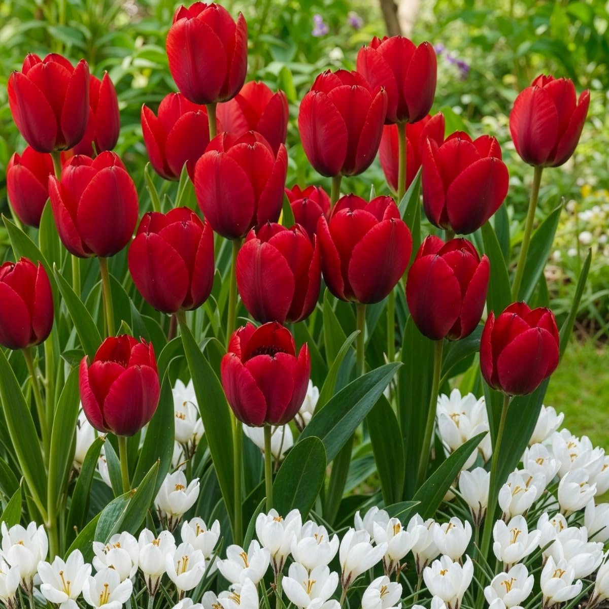 Tulpen & Krokus - Mix - 30 stuks - Bloembollen - Meerkleurig - Bloem bollen - Tulpenbollen