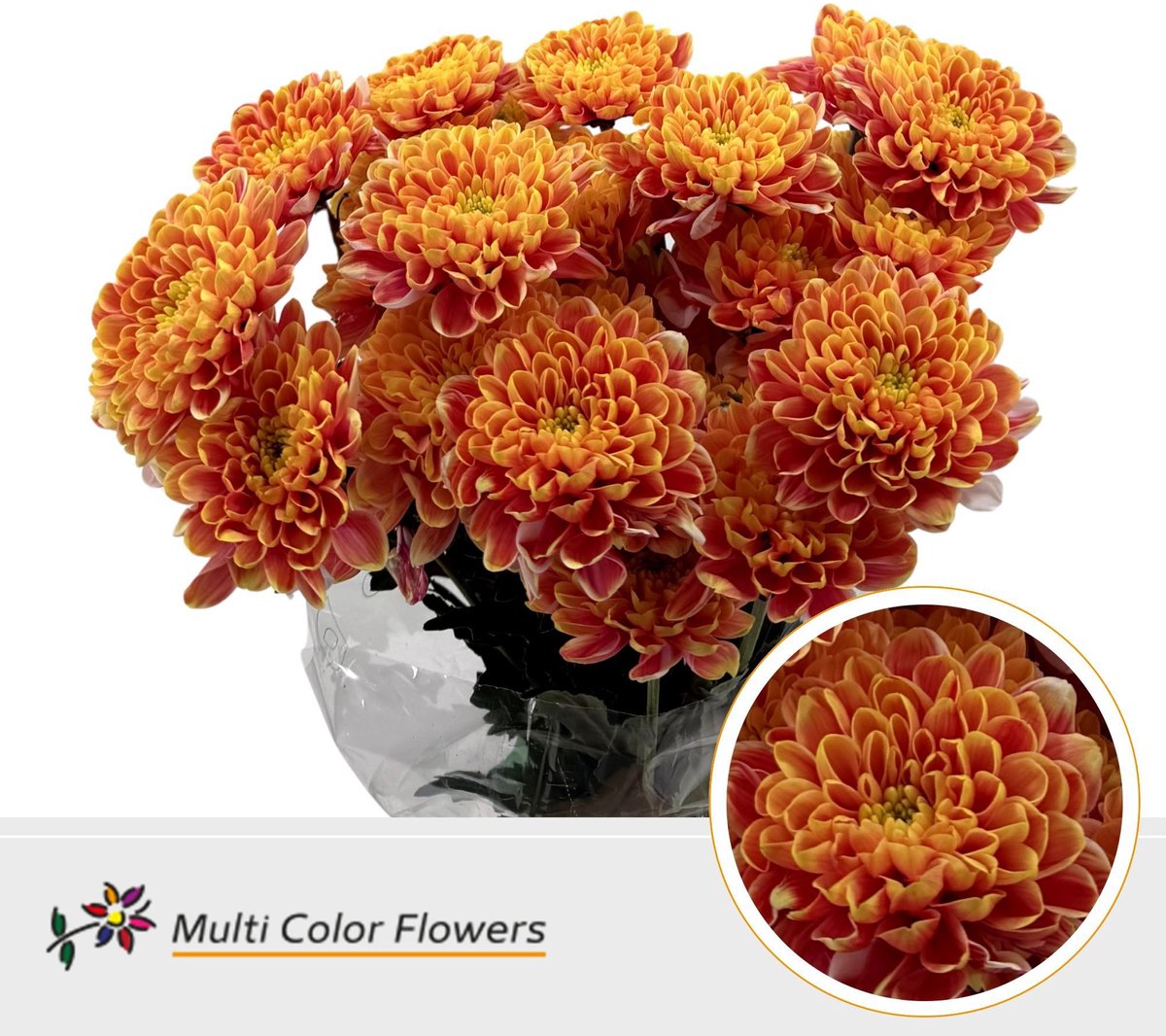 10x Chrysant overig 60cm