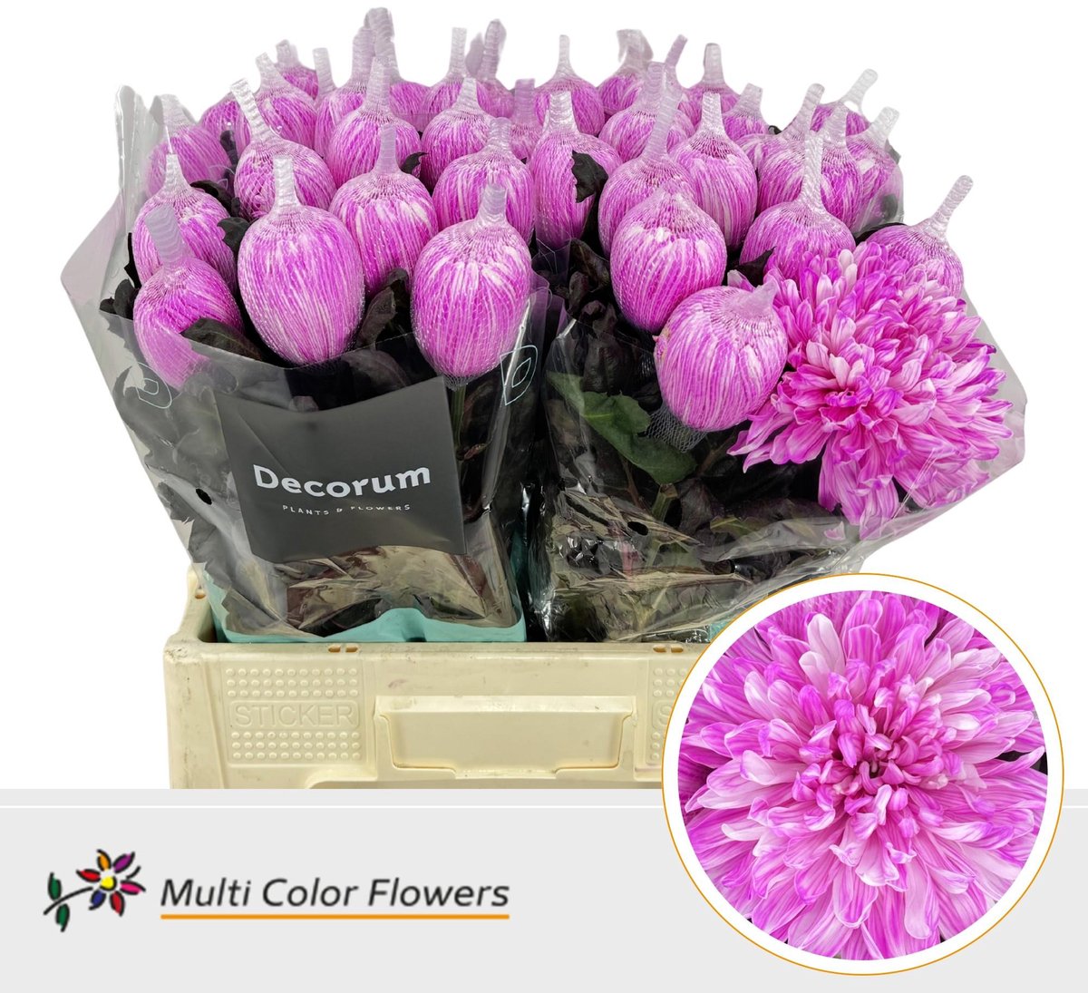 10x Chrysant antonov pastel erica 70cm