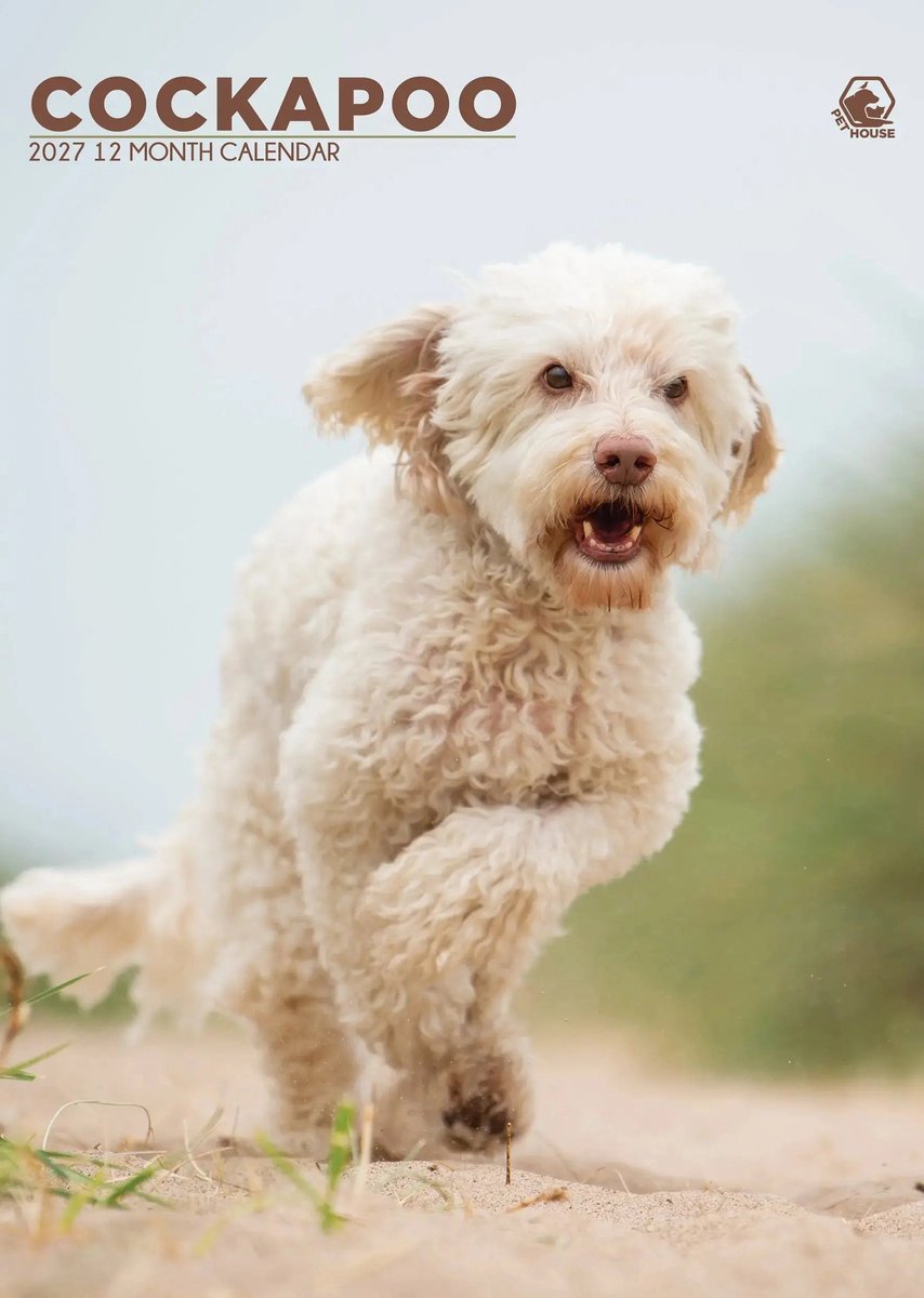 Cockapoo A3 Kalender 2027