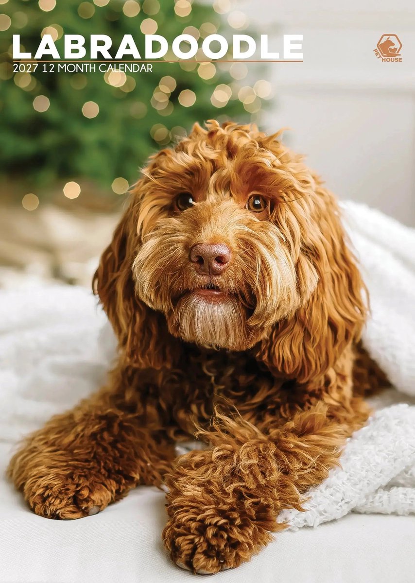 Labradoodle A3 Kalender 2027