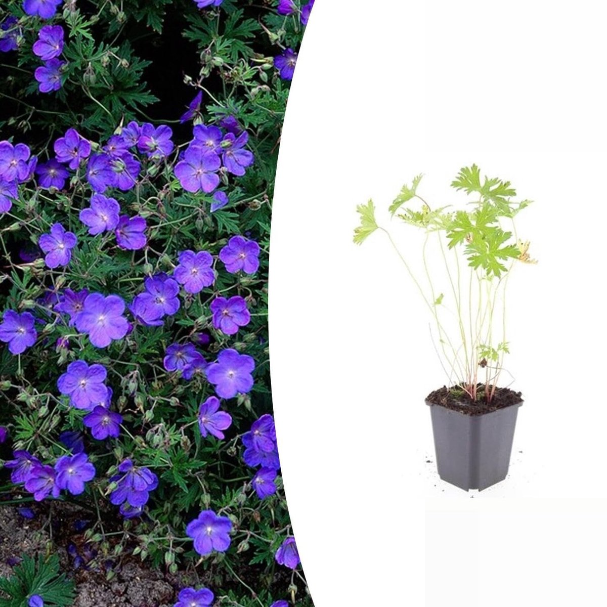 Elzusha - Geranium 'Johnson's Blue' - 48 Stuks - Blauw