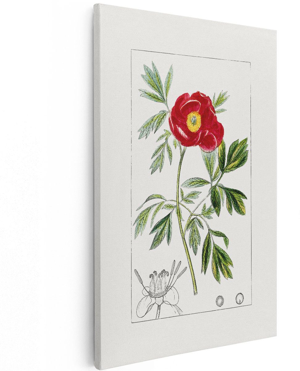 Artaza Canvas Schilderij Pioenroos - 100x150 cm - Groot - Wanddecoratie Bloemen - Muurdecoratie Vintage - Schilderijen Op Canvas Botanisch - Rood