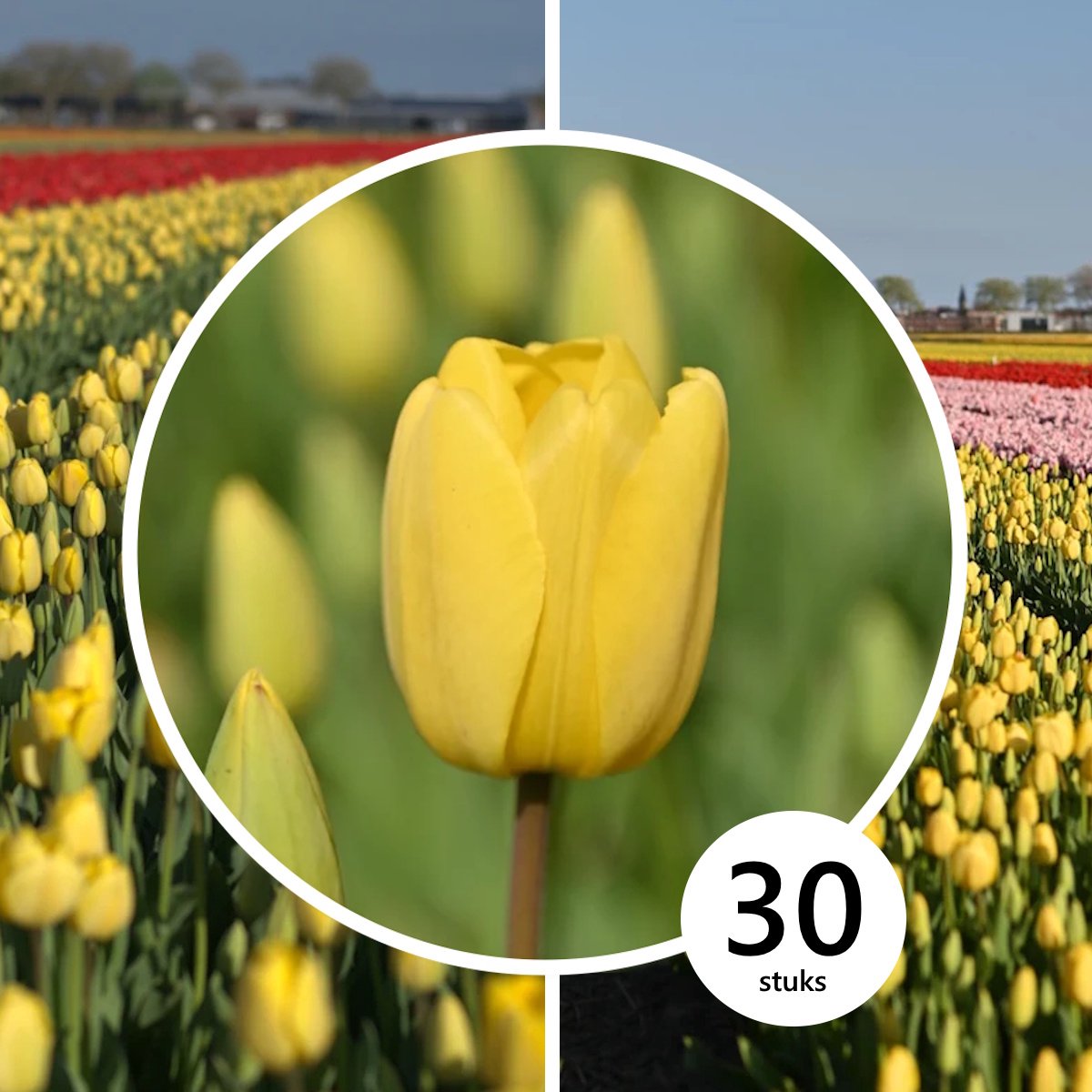 Tulpenbollen 'Golden Parade' – 30 stuks – Gele Tulpenbollen – Bloembollen – Voorjaarstuin – Najaar planten