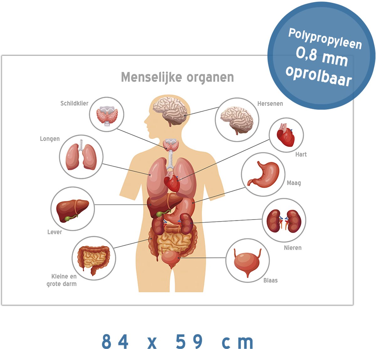 Anatomische kaart/ poster/ pancarte XL | De Menselijke Organen | 84 x 59 cm | A1 formaat | NL | Nederlandstalig | Anatomie | Het menselijke lichaam | Medisch | Dokter | Ziekenhuis | Biologie | Educatief | Basisschool | Leerstof | 1 stuk
