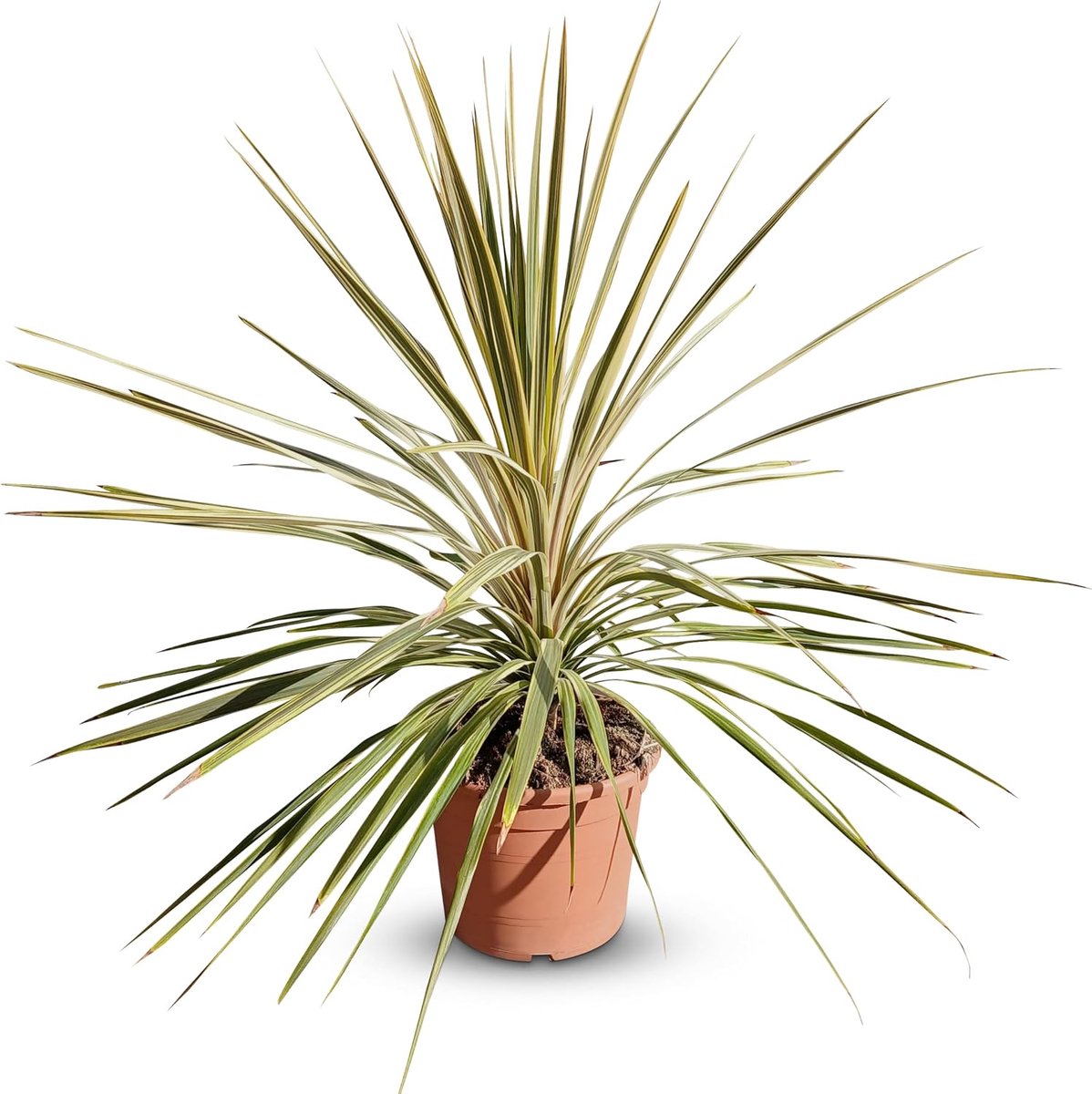 SnelShoppen - Cordyline Australis 'Dazzler' Colibri Lelie, 100 cm, 10 Litre Pot, Weerbestendige Tuinplant voor Binnen en Buiten Gebruik, Dieprode Blad