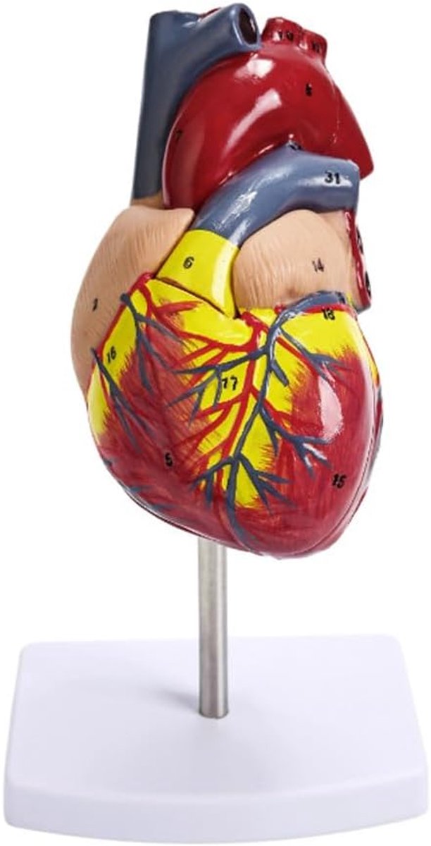 Wetenschappelijk hartmodel van de menselijke anatomie, tweedelig levensgroot hartmodel, 34 anatomische markeringen en PVC-basis