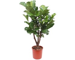 Trendyplants - Ficus Lyrata vertakt - Tabaksplant - Kamerplant - Hoogte 170-190 cm - Potmaat Ø30cm