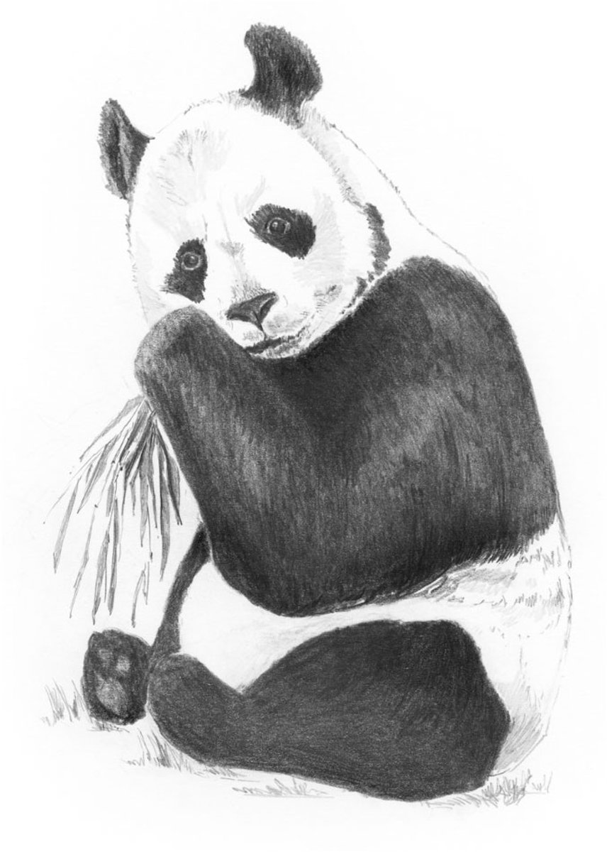 Mini Schetsset Panda 13 x 18 cm