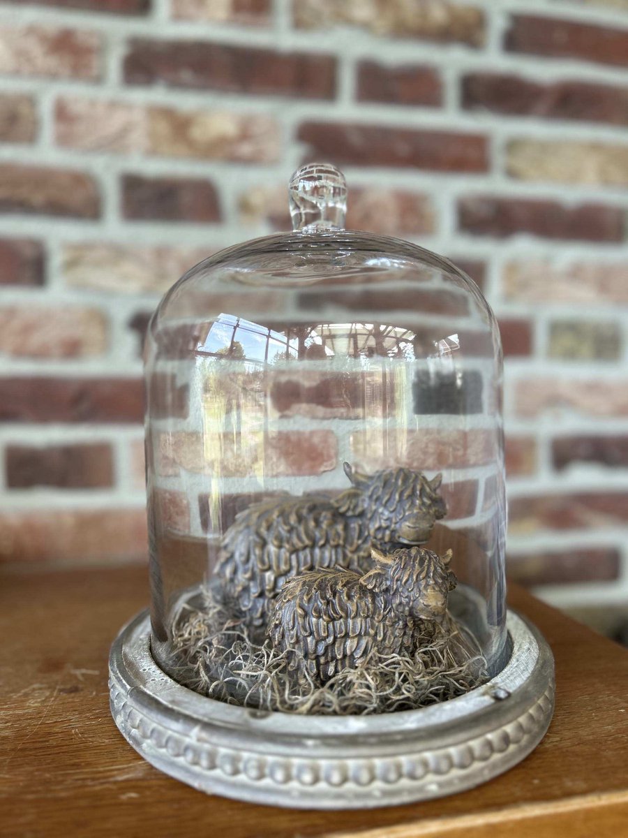Creaties van hier – met houten hartje - Glazen stolp met 2 stenen Hooglanders en Tillandsia - 26x23cm