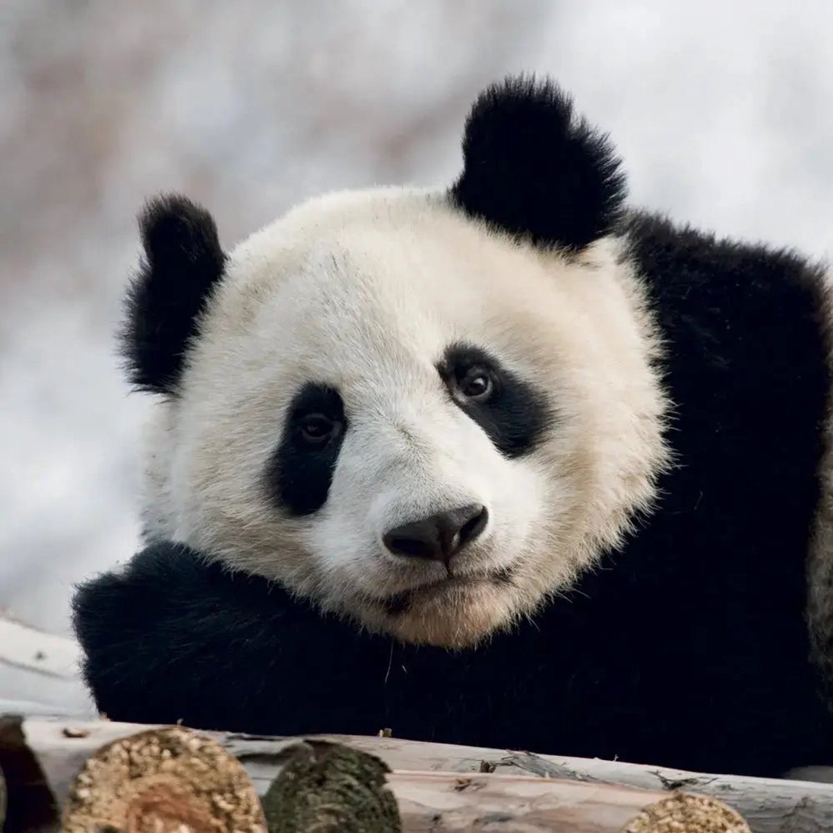 Panda Kalender 2027