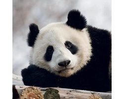 Panda Kalender 2027