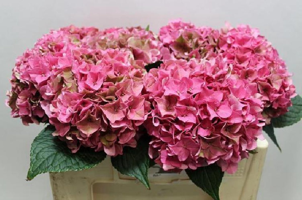 10x Hydr.rodeo classic 50cm