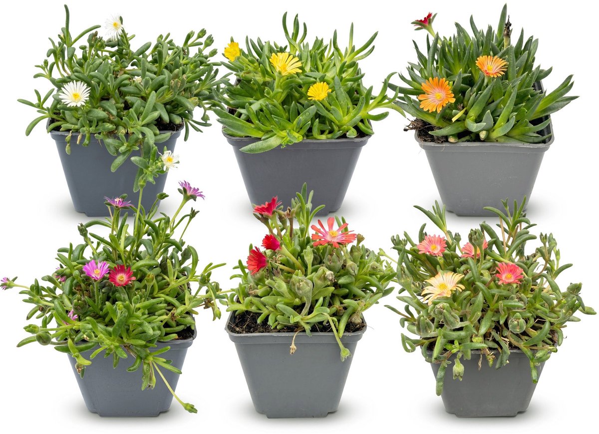 Green boutiQ - 6x Delosperma mix - IJsplantmix - Geel, Paars, Rood, Roze - Vaste plant - Ø7cm - 10-12cm