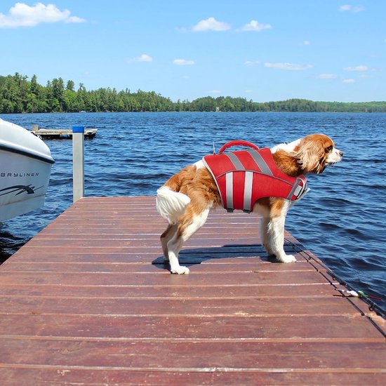 Een hond met bruine en witte vacht draagt een rood zwemvest op een houten steiger.