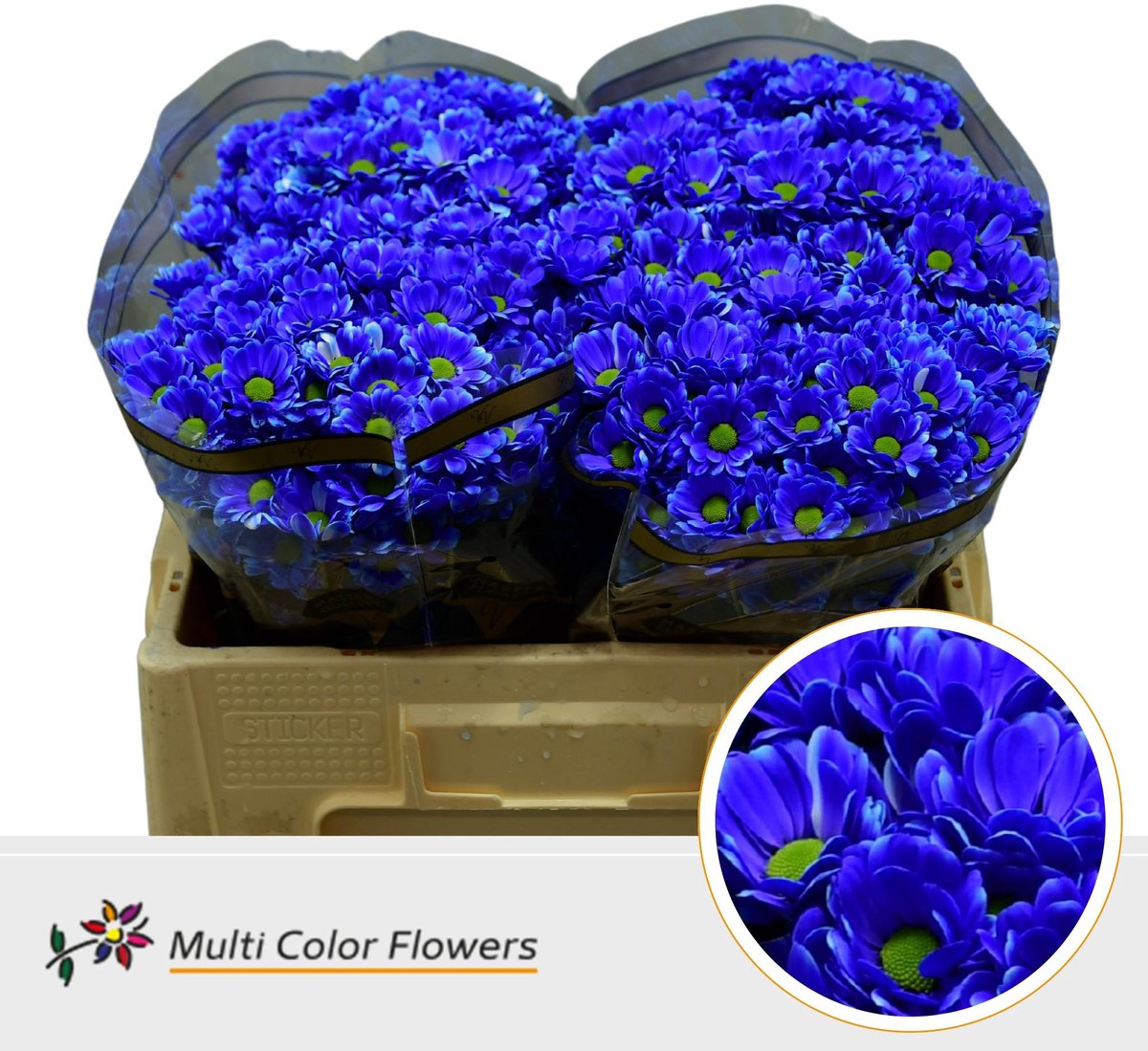 50x Chrysant san. bowie blauw 50cm