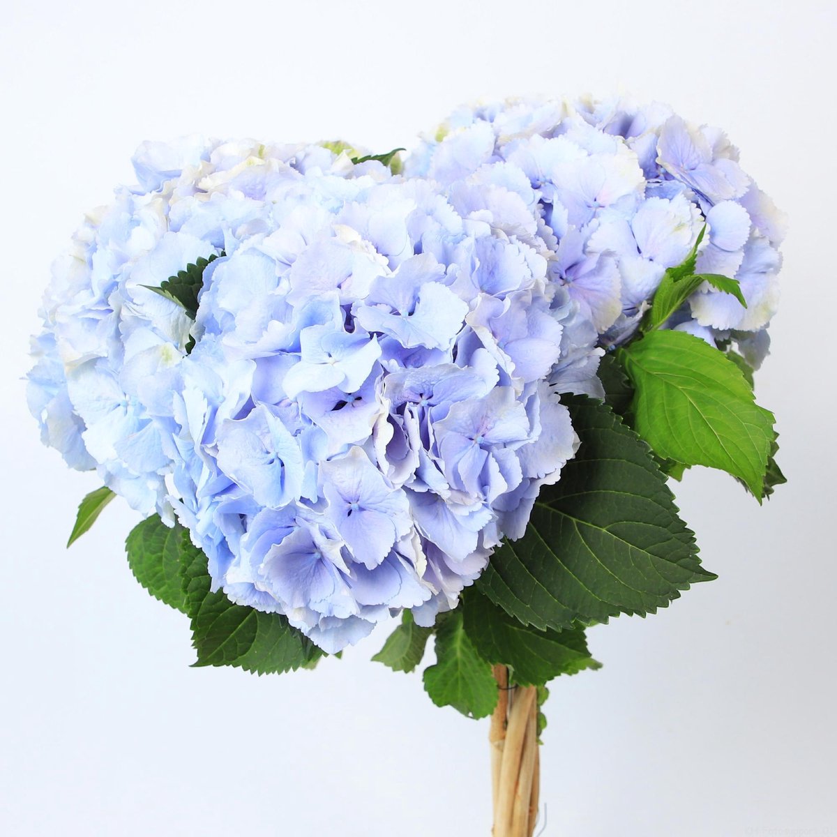 10x Hydr.verena blauw 60cm
