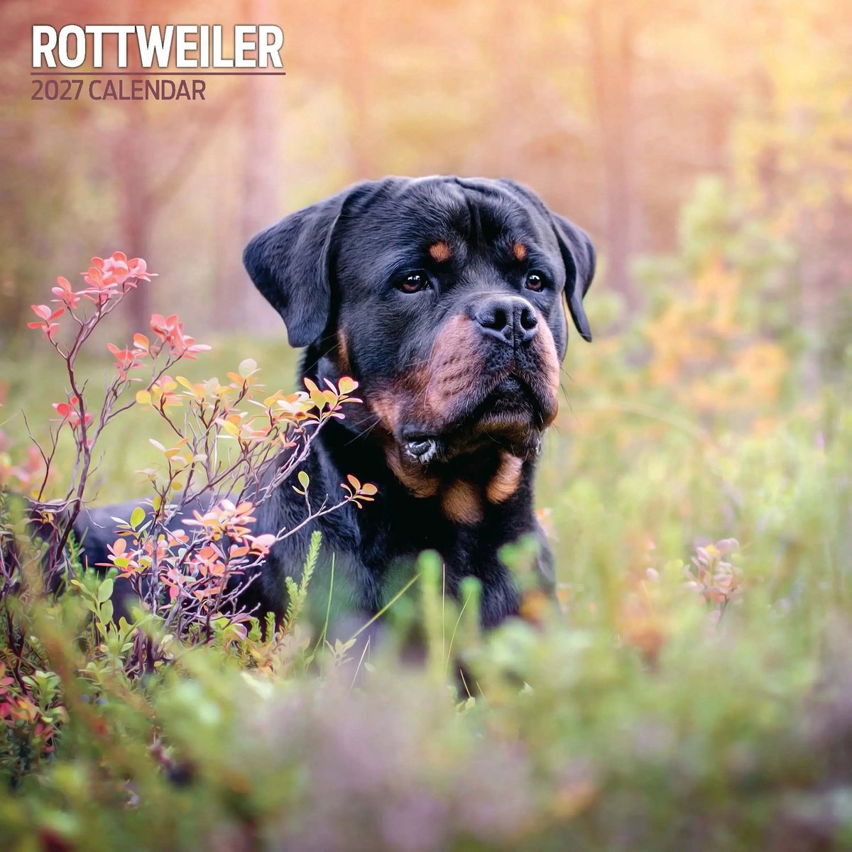 Rottweiler Kalender 2027