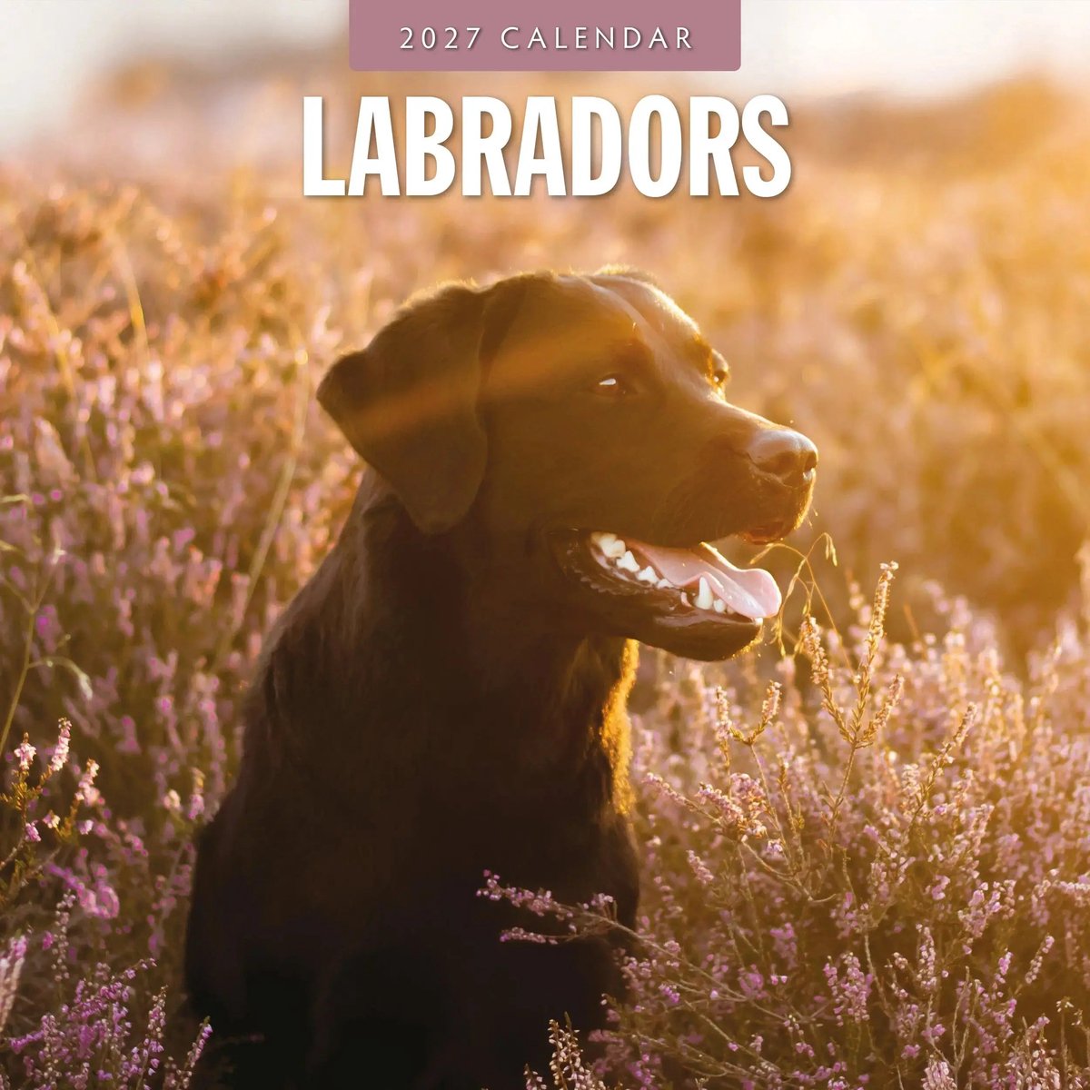 Labrador Retriever Mixed Kalender 2027