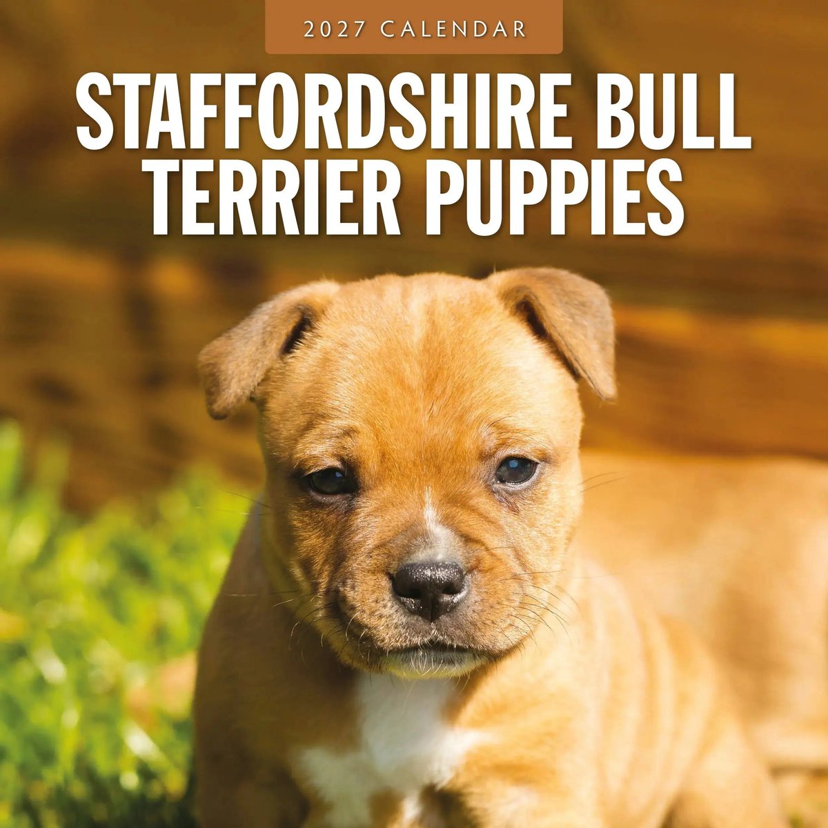 Staffordshire Bull Terrier Puppies Kalender 2027