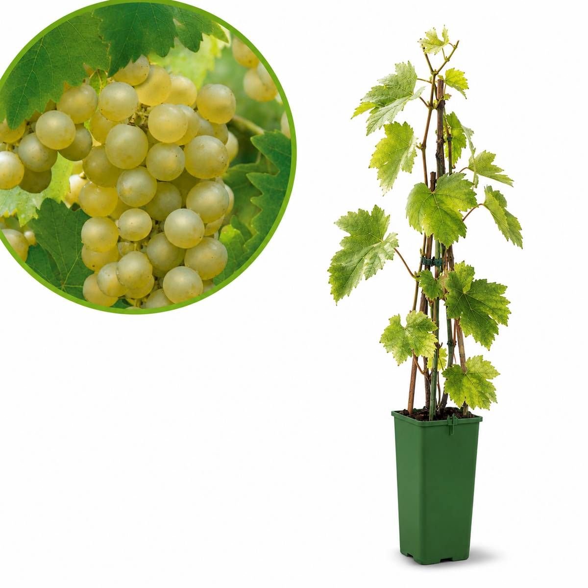 Witte Druif Bianca – Druivenplant – Vitis vinifera ‘Bianca’ – Zoete Druiven – Zelfbestuivend & Winterhard – Tafel- en Wijndruif