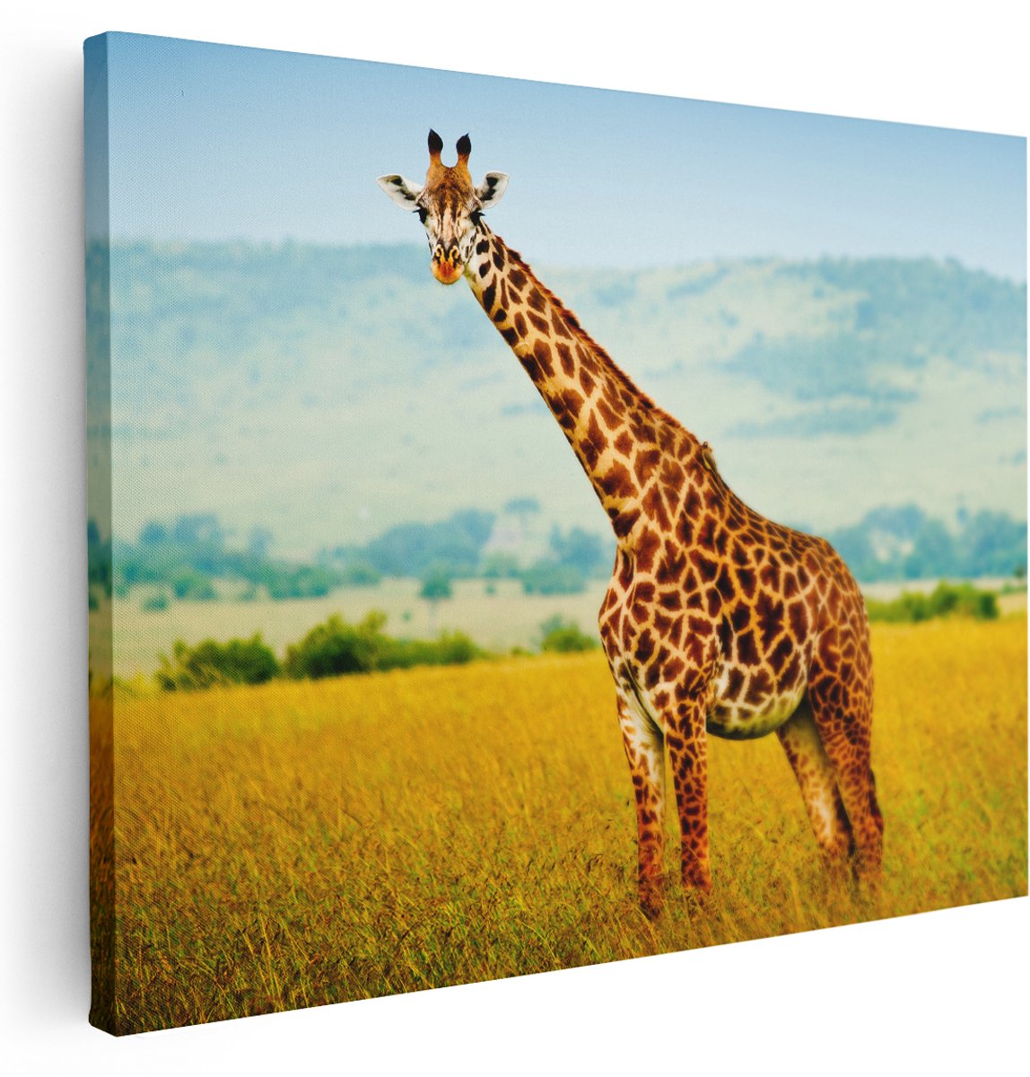 Artaza Canvas Schilderij Giraffe In Het Veld - 160x120 cm - Groot - Wanddecoratie Woonkamer - Schilderijen - Muurdecoratie