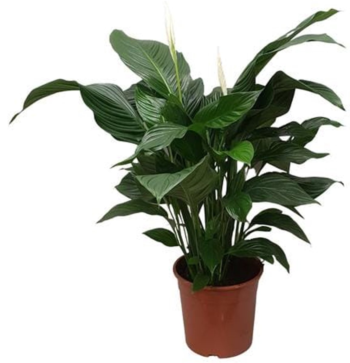 Spathiphyllum Sweet Silvana - Ø24cm - 80cm