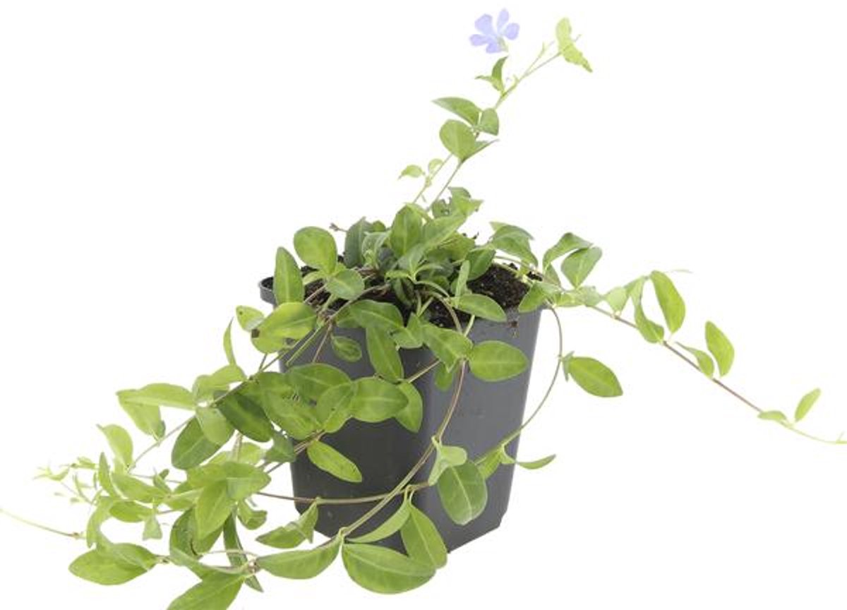 24x Vinca minor - 10-25cm - Ø9cm