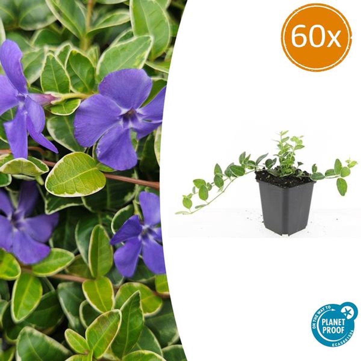 60x Vinca minor 'Argenteovariegata' - 10-25cm - Ø9cm