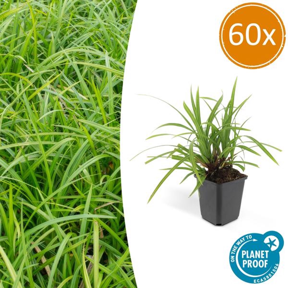 60x Carex morrowii 'Irish Green' - 10-25cm - Ø9cm