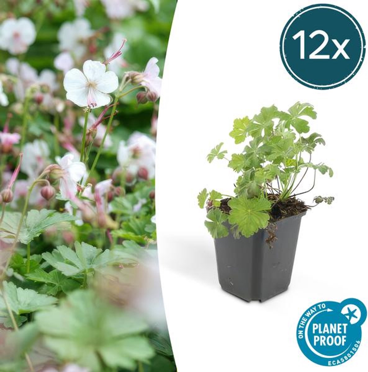 12x Geranium cant. 'Biokovo' - 10-25cm - Ø9cm