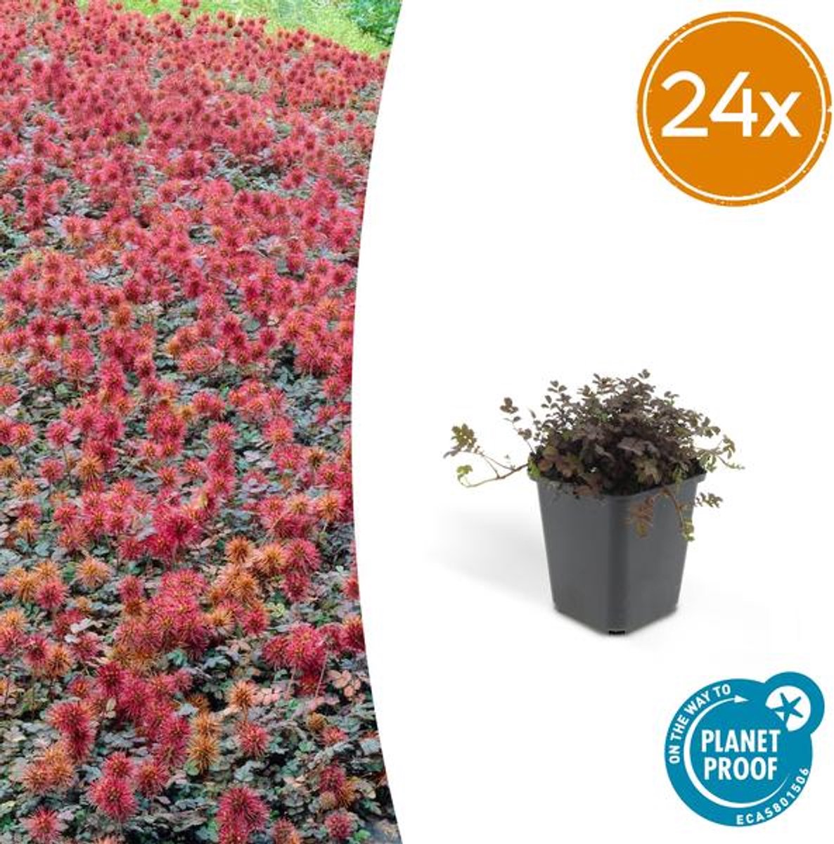 24 x Acaena microphylla 'Kupferteppich' - 10-25cm - Ø9cm