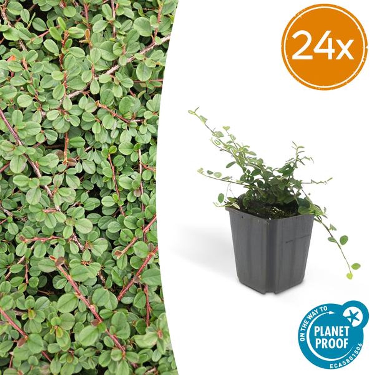 24x Cotoneaster pr. 'Queen of Carpets' - 10-25cm - Ø9cm