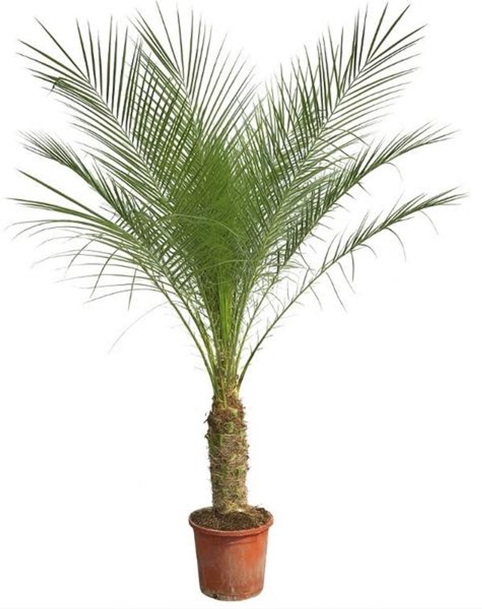 Phoenix Roebelenii op stam - 100cm - 190cm ø 21cm
